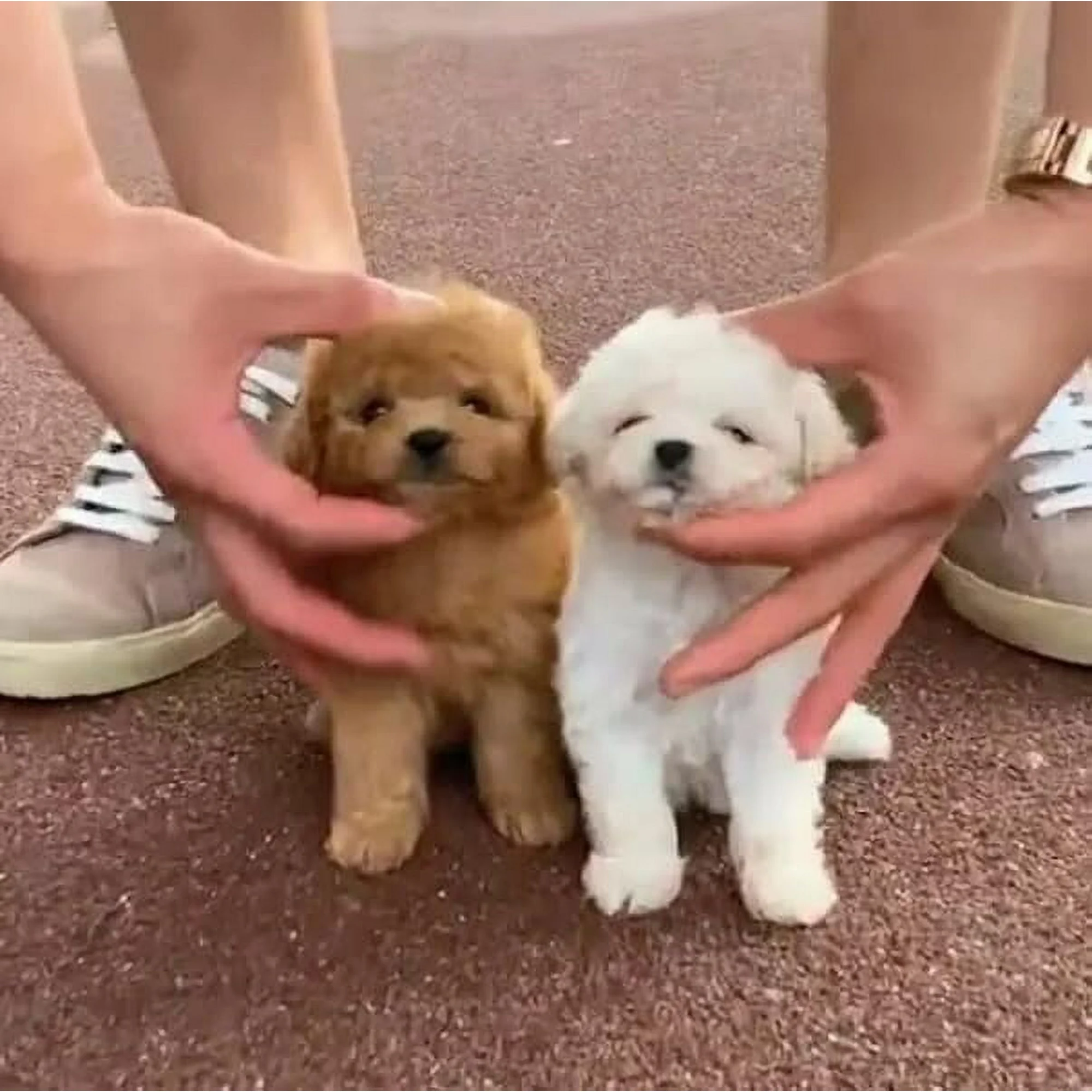 Plüschtier | Interaktiver Plüschwelpe | Reagiert mit Bewegung und Sound | PuppyPal