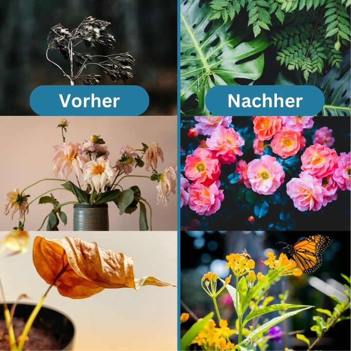 1+1 Gratis | Rootiva - Pflanzennährstoff-Tabletten mit Langzeitwirkung