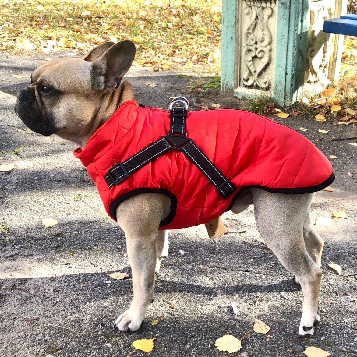 Hundejacke | Wind- & Wasserabweisend | Integriertes Geschirr | DoggyKönig
